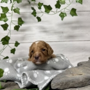 Cockapoo M2 Donalda (4)