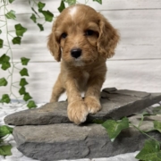 Cockapoo M2 Donalda 7 (1)