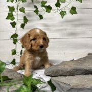 Cockapoo M2 Donalda 7 (2)