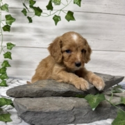 Cockapoo M2 Donalda 7 (3)