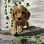 Cockapoo M2 Donalda 7 (4)