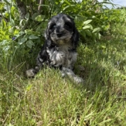 Cockapoo M2 Esmeralda 7 (1)