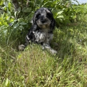 Cockapoo M2 Esmeralda 7 (2)
