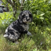 Cockapoo M2 Esmeralda 7 (3)