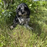 Cockapoo M2 Esmeralda 7 (4)