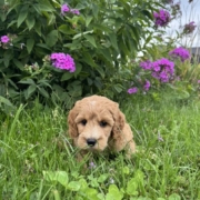 Cockapoo M2 Piper 7 (1)