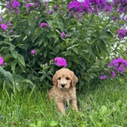 Cockapoo M2 Piper 7 (2)
