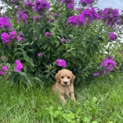 Cockapoo M2 Piper 7 (3)