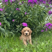 Cockapoo M2 Piper 7 (4)