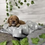 Cockapoo M2 Tesla (2)