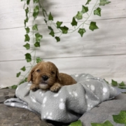 Cockapoo M2 Tesla (3)