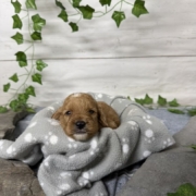 Cockapoo M2 Tesla (4)