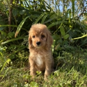 Cockapoo M2 Tesla 7 (1)