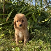 Cockapoo M2 Tesla 7 (4)
