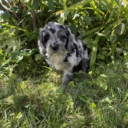 Cockapoo M2 Winnie 7 (1)
