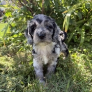 Cockapoo M2 Winnie 7 (2)