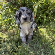 Cockapoo M2 Winnie 7 (3)