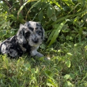 Cockapoo M2 Winnie 7 (4)