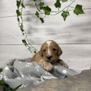 Cockapoo M3 Donalda (1)