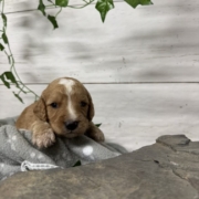 Cockapoo M3 Donalda (2)