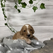 Cockapoo M3 Donalda (3)