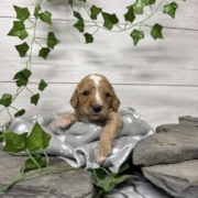 Cockapoo M3 Donalda (4)