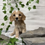 Cockapoo M3 Donalda 7 (1)