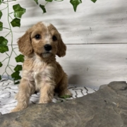 Cockapoo M3 Donalda 7 (2)