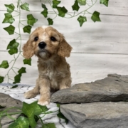 Cockapoo M3 Donalda 7 (3)