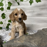 Cockapoo M3 Donalda 7 (4)