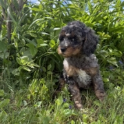 Cockapoo M3 Esmeralda 7 (1)