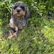 Cockapoo M3 Esmeralda 7 (2)