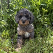 Cockapoo M3 Esmeralda 7 (3)