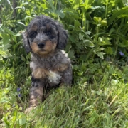 Cockapoo M3 Esmeralda 7 (4)