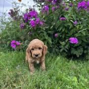 Cockapoo M3 Piper 7 (1)