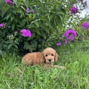 Cockapoo M3 Piper 7 (2)
