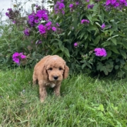 Cockapoo M3 Piper 7 (3)