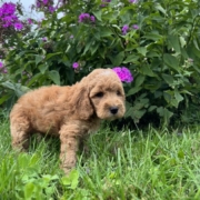 Cockapoo M3 Piper 7 (4)