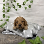 Cockapoo M3 Tesla (1)