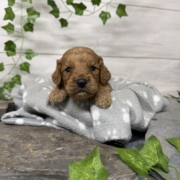 Cockapoo M3 Tesla (2)