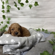 Cockapoo M3 Tesla (3)