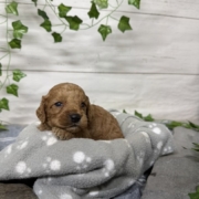 Cockapoo M3 Tesla (4)