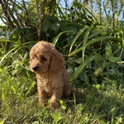 Cockapoo M3 Tesla 7 (3)