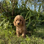 Cockapoo M3 Tesla 7 (4)