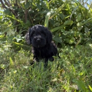 Cockapoo M3 Winnie 7 (1)