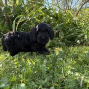 Cockapoo M3 Winnie 7 (2)