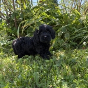 Cockapoo M3 Winnie 7 (3)