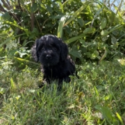 Cockapoo M3 Winnie 7 (4)