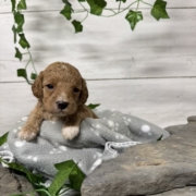 Cockapoo M4 Donalda (1)