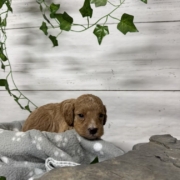 Cockapoo M4 Donalda (2)